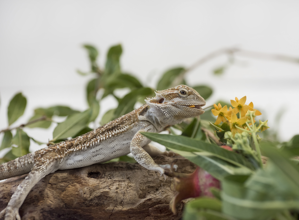 Bearded Dragons – Feeding and Eating