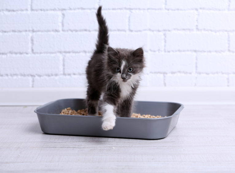 non clumping cat litter how to clean