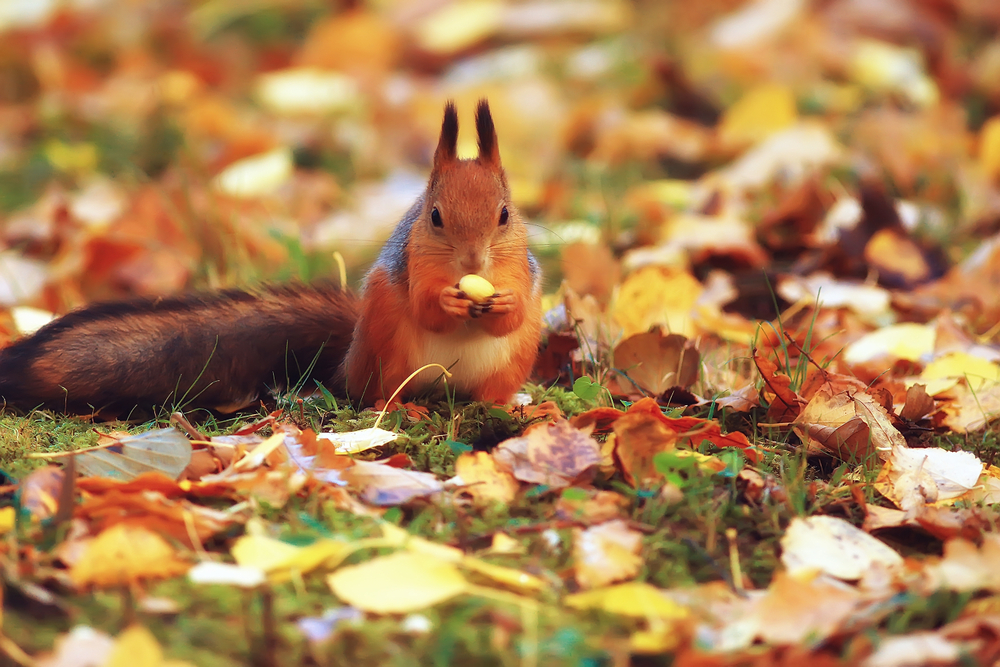 A Guide to Autumn Wildlife
