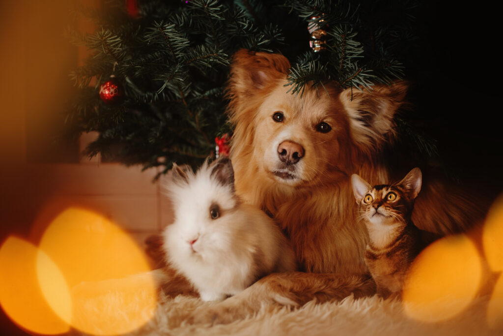 Christmas special for pets