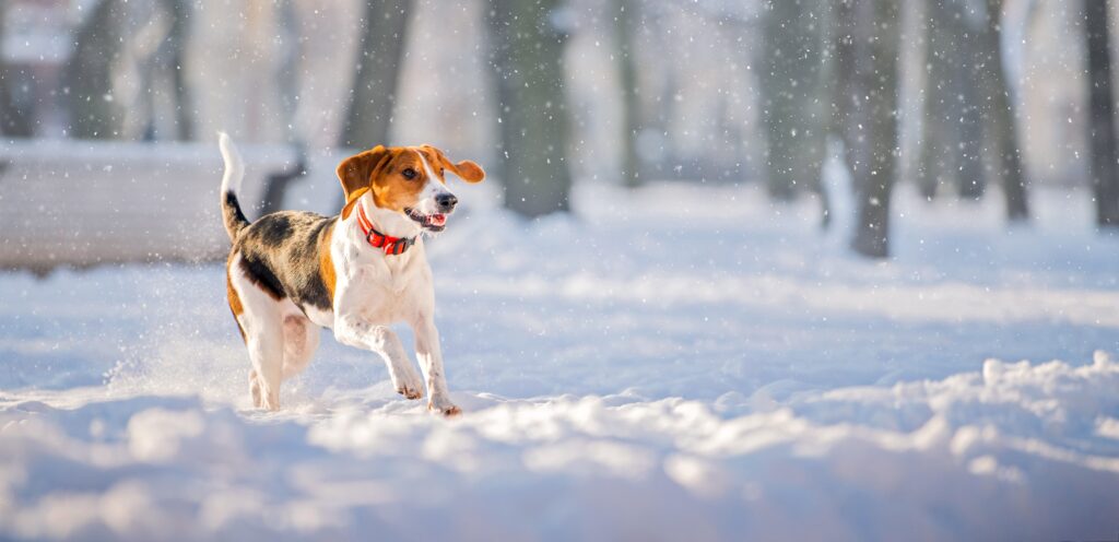 How To Protect Your Puppy This Winter