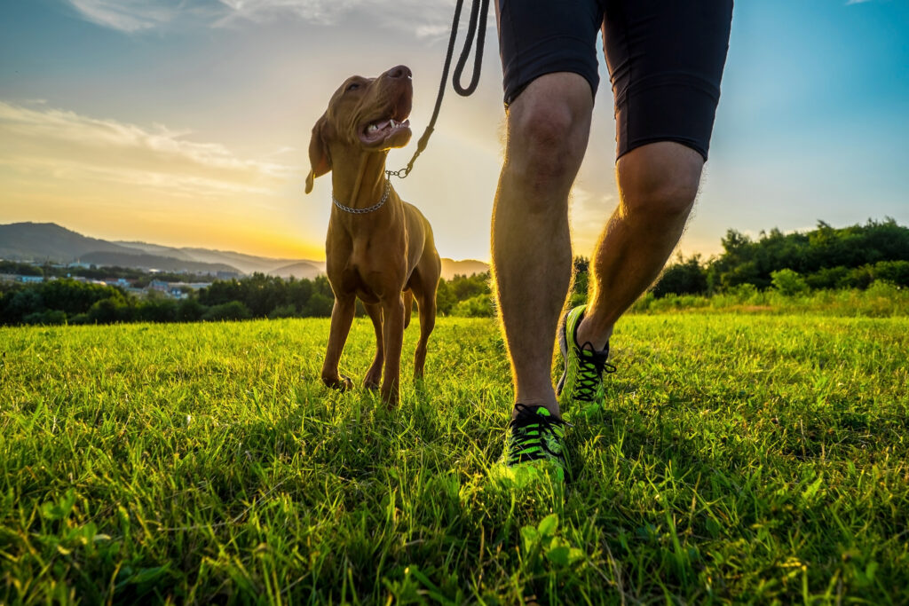 safe walks with your dog