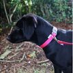 Ancol Viva Nylon Pink Adjustable Dog Collar additional 2