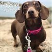 Ancol Vintage Polka Nylon Raspberry &amp; Pink Adjustable Dog Collar additional 2