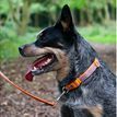 Ancol Fashion Orange Bone Nylon Adjustable Dog Collar additional 4