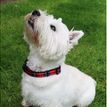 Ancol Heritage Adjustable Tartan Red Dog Collar additional 4