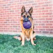 KONG Flexball Dog Toy Medium/Large additional 2