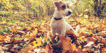 Autumn DOg
