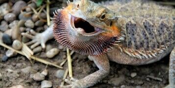 dragon 2