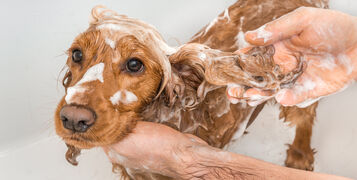 English,Cocker,Spaniel,Dog,Taking,A,Shower,With,Shampoo,,Soap