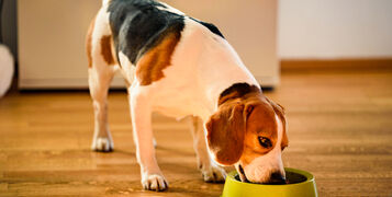 Dog,Beagle,Eating,Canned,Food,From,Bowl,In,Bright,Interior.