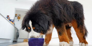 Large,Fluffy,Bernese,Mountain,Dog,With,Huge,Paws,Eating,Out