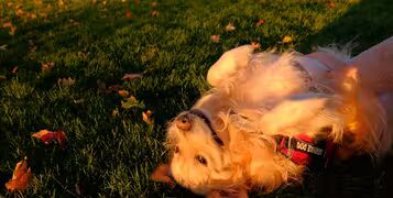 photo-1699247279046-e8c16607687e