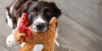 photo-1618397360709-9dd900837411