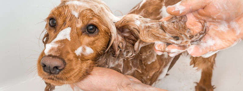 English,Cocker,Spaniel,Dog,Taking,A,Shower,With,Shampoo,,Soap