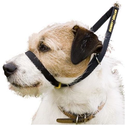 Canny Collar Dog Training Collar Black