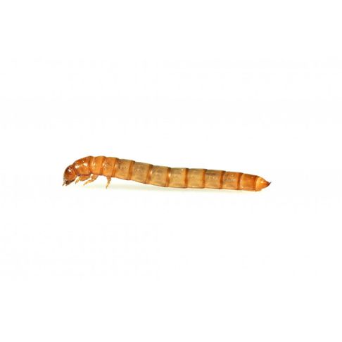 Mini Mealworms Larvae