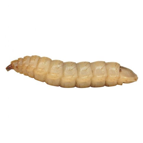 Calci Worms Larvae Live Reptile Food