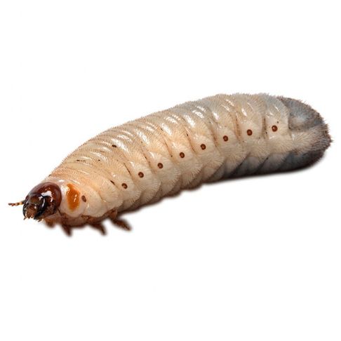 Pachnoda Grub Larvae
