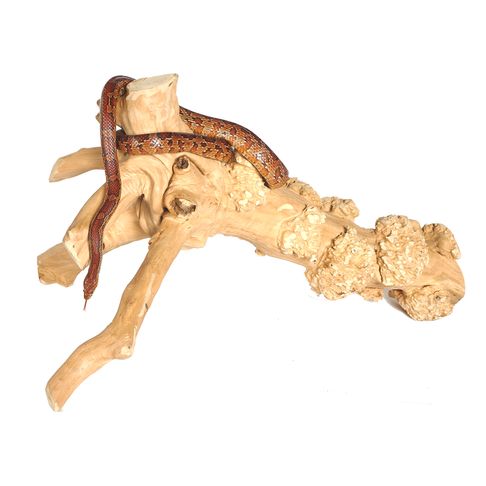 Sky Pet Products Java Reptile Branch Large