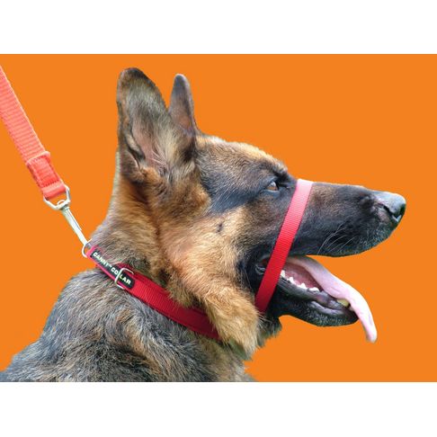 Canny Collar Dog Training Collar Red